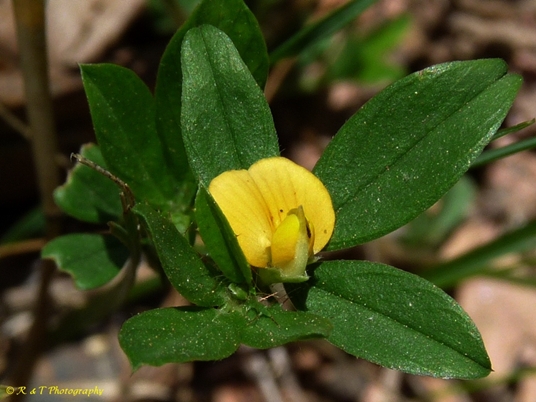 {Stylosanthes biflora}